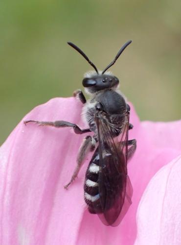 Réf. 320 560 : Lasioglossum sexnotatum